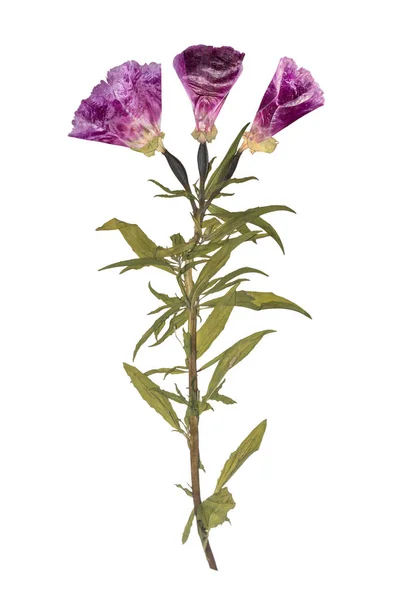Dried and pressed flowers. Herbarium of purple flowers. Godetia flower isolated. — Stock Photo, Image