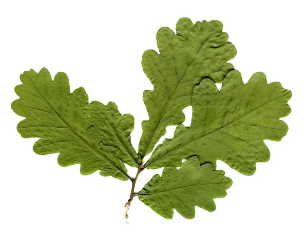 Suszone i tłoczone oak liści na białym tle. Zielnik dębu. — Zdjęcie stockowe