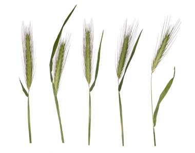 Genç buğday izole üzerinde beyaz arka plan filizlenir. Spikelets sulak.