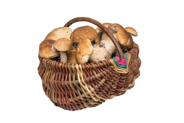 Cogumelos Porcini em um cesto. Isolados . — Fotografia de Stock