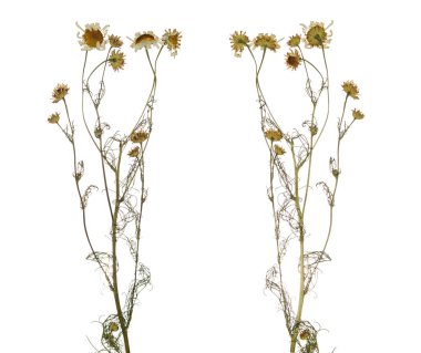 Preslenmiş kurutulmuş papatya ilaç izole dalı. Sulak kır çiçekleri.