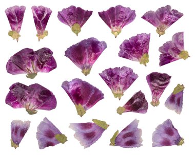 Kurutulmuş ve preslenmiş çiçekler. İzole Godetia çiçek kümesi.