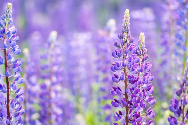 Blooming lupine flowers. A field of lupines. — Stock Photo, Image