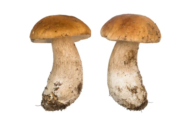 Champiñones porcini. Cep aislado. El color y la textura natural . — Foto de Stock