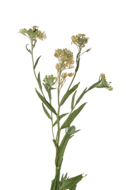 Kurutulmuş dal bahar alan çiçek bastırdı. Kır çiçekleri sulak.