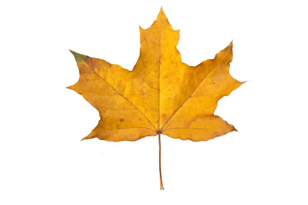 オレンジ色のカエデの葉は、白で隔離。秋の乾燥葉 — ストック写真