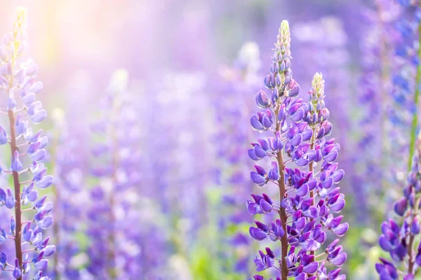 Bloeiende lupine bloemen. Een veld van lupine. Violet voorjaar en de zomer bloemen. — Stockfoto