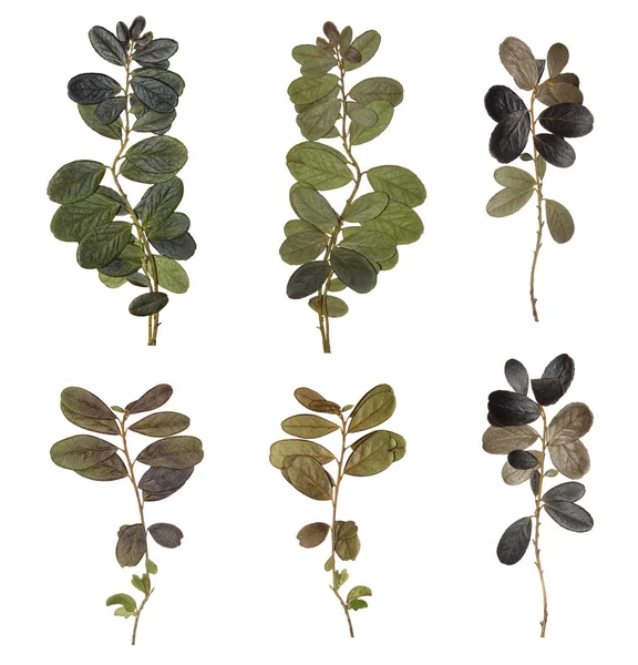 De takken geïsoleerd. Herbarium van de bos planten. De bladeren van gedroogd en geperst. — Stockfoto