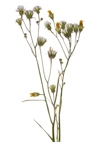 Gedroogde tak voorjaar veld bloem ingedrukt. Herbarium van wilde bloemen. — Stockfoto