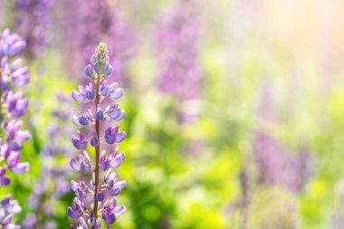 Çiçek acı bakla çiçekler. Lupines bir alan. Bitkiler üzerinde güneş ışığı parlıyor.