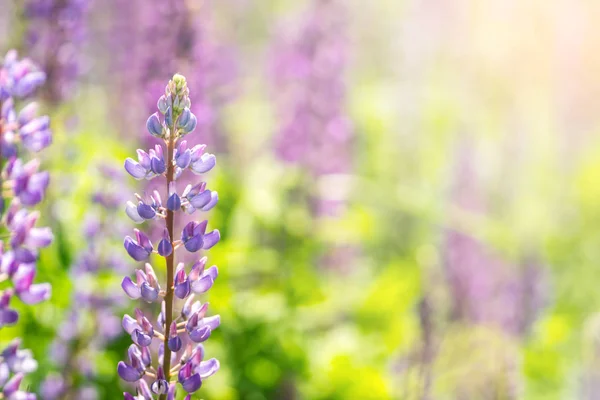 Çiçek acı bakla çiçekler. Lupines bir alan. Bitkiler üzerinde güneş ışığı parlıyor. — Stok fotoğraf