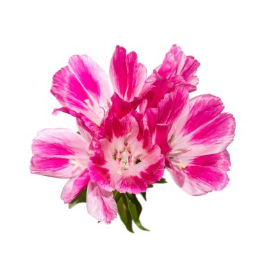 Godetia flower isolated. A branch of beautiful pink and purple s clipart