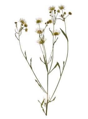 Preslenmiş kurutulmuş papatya ilaç izole Şubesi.