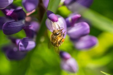 Bir arı lupine pollinates. Makro arı.