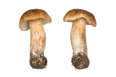 Porcini mantar. İzole cep. Doğal renk ve doku.