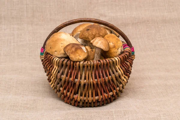 Группа грибов порчини на льняном белье. Грибы в корзине . — стоковое фото