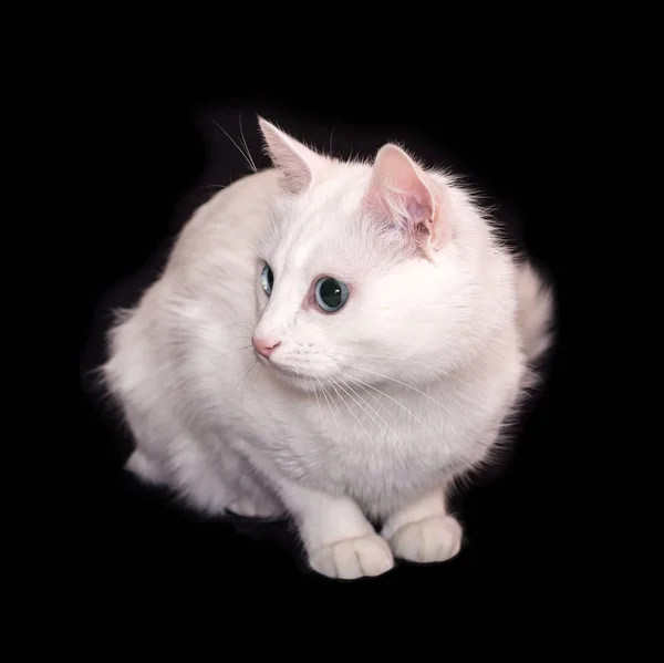 Eine weiße Katze sitzt auf schwarzem Hintergrund. — Stockfoto