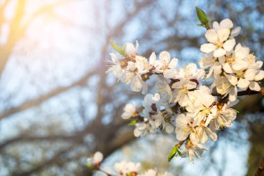 Kiraz çiçekleri dalı. Bahar genç çiçek.