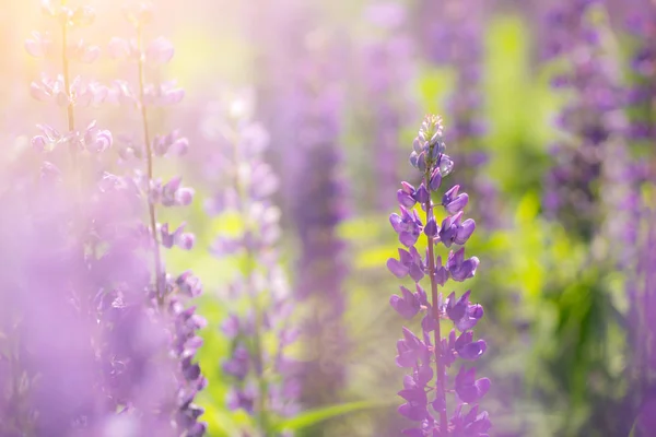 Flores de tremoço florescendo. Um campo de tremoços. A luz solar brilha nas plantas . — Fotografia de Stock