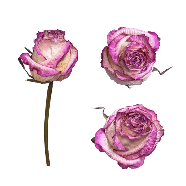 Torr vitt och rosa ros isolerade på vit bakgrund. Visa från flera sidor. — Stockfoto