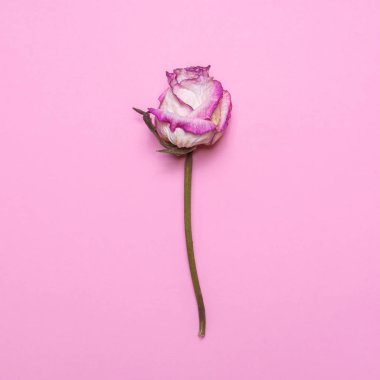 Beyaz-pembe kuru bir pembe gül. Düz yatıyordu, en iyi görünümü çiçek