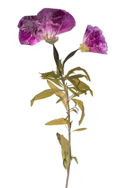 De bloemen van gedroogd en geperst. Herbarium van paarse bloemen. Godetia bloem geïsoleerd. — Stockfoto