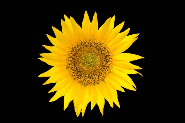 Zonnebloem geïsoleerd op zwarte achtergrond. Geel zomer bloem. — Stockfoto