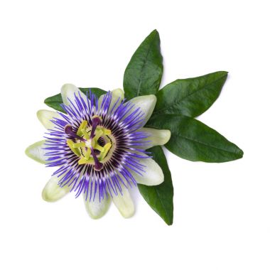 Passiflora passionflower isolated on white background. Big beautiful flower clipart