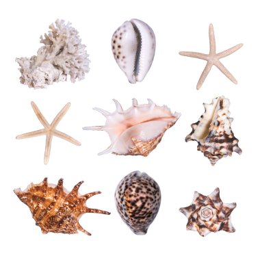Farklı deniz kabukları, yıldız ve mercan izole üzerinde beyaz arka plan kümesi