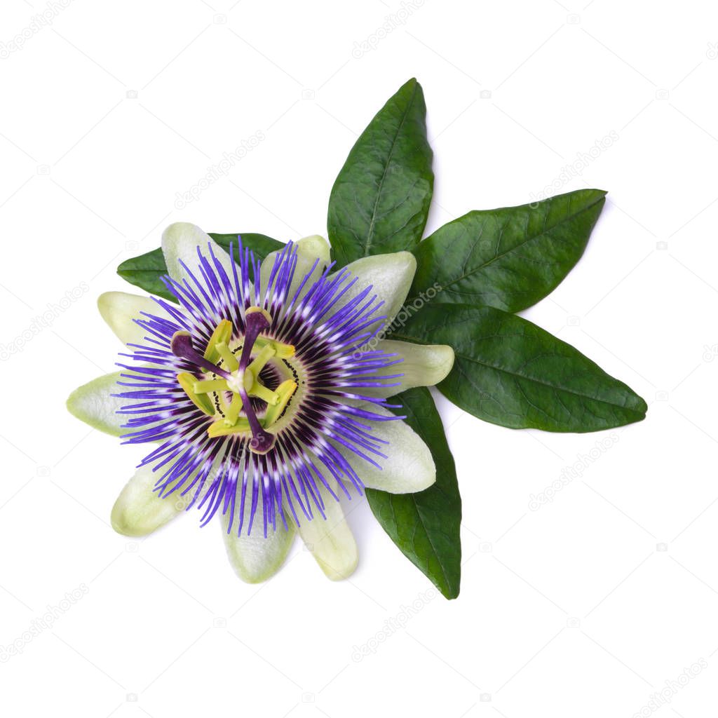 Passiflora passionflower isolated on white background. Big beautiful flower