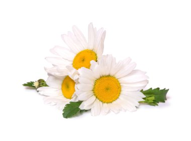 Üç büyük papatyalar papatya beyaz arka plan üzerinde izole. Grup bahar çiçek.