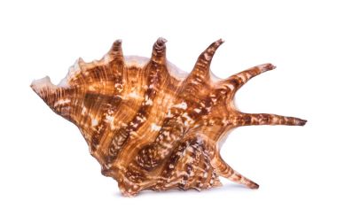 Beyaz arka planda izole edilmiş büyük güzel deniz kabuğu..