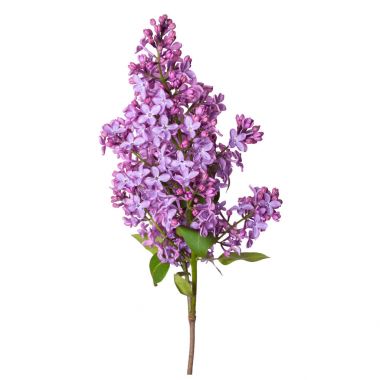 Beyaz arka plan üzerinde izole leylak dalı. Bahar mor çiçek.