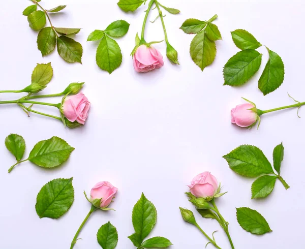 Rund ram av fina blommor. Rosa rosor på vit bakgrund. Ovanifrån, platt design. — Stockfoto
