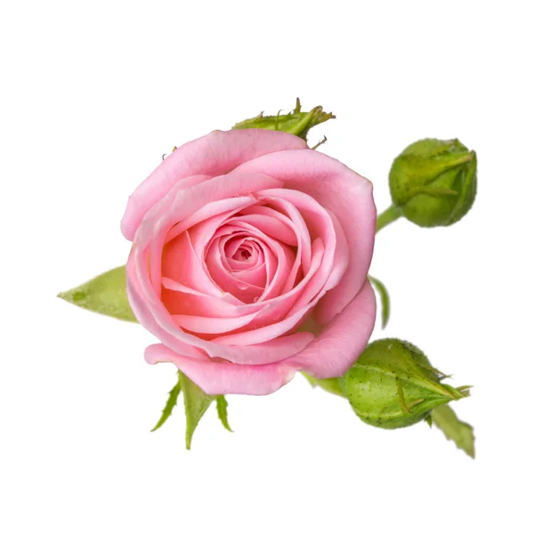 Rose rose avec bourgeons isolés sur fond blanc . — Photo