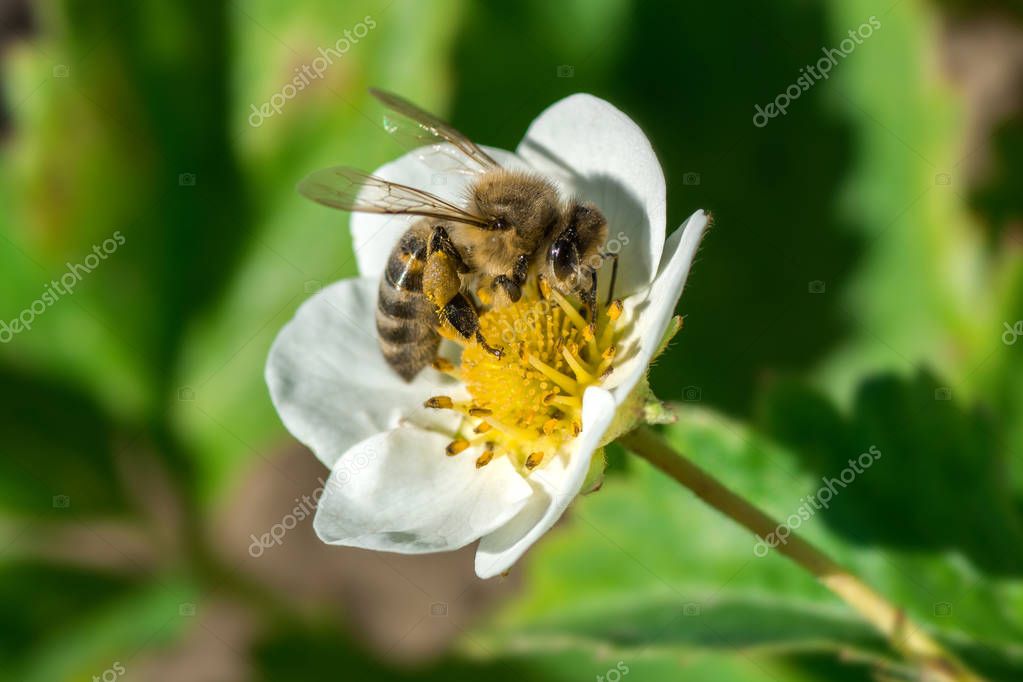 Biene Bestäubt Blume Biene Bestäubt Blume