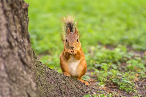 Hermosa ardilla roja está comiendo nueces en el parque. Primer plano. . — Foto de Stock