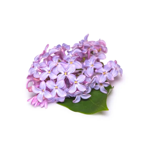 Lilac branch isolated on white background. Spring purple flower. — Stock Photo, Image