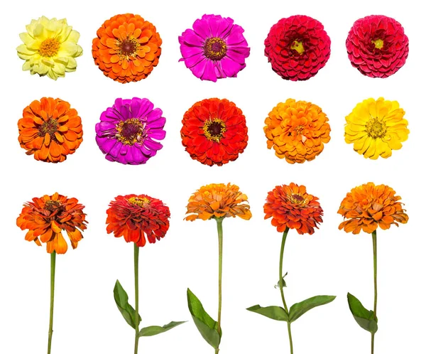 Big set of Zinnia flower isolated on white background. Red, pink, purple, yellow flowers. — Stock Photo, Image