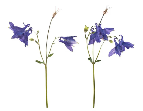 Flores secas y prensadas de una campanilla azul aislada sobre un fondo blanco . — Foto de Stock