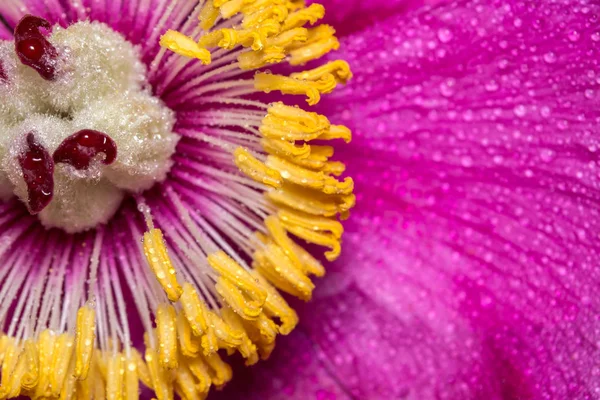 Cerca de la mitad de una peonía con gotas de rocío. Una gran flor de primavera rosa . — Foto de Stock