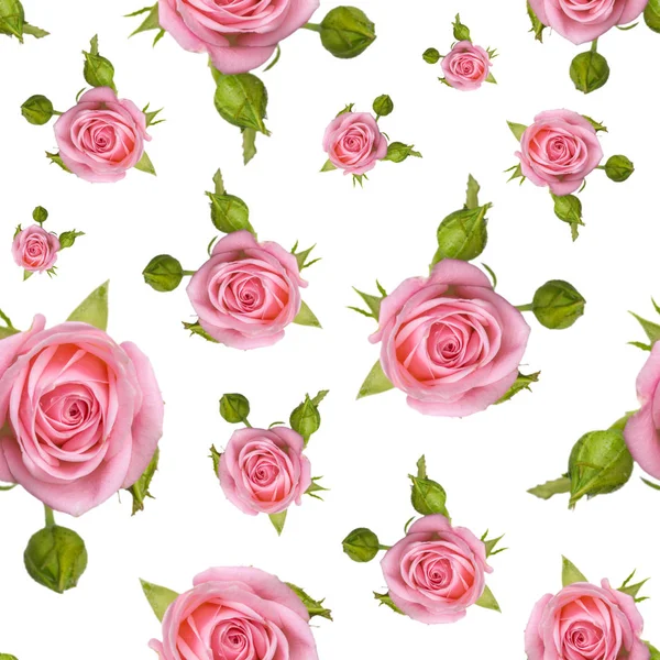 Patrón sin costuras con rosas rosadas sobre un fondo blanco . —  Fotos de Stock