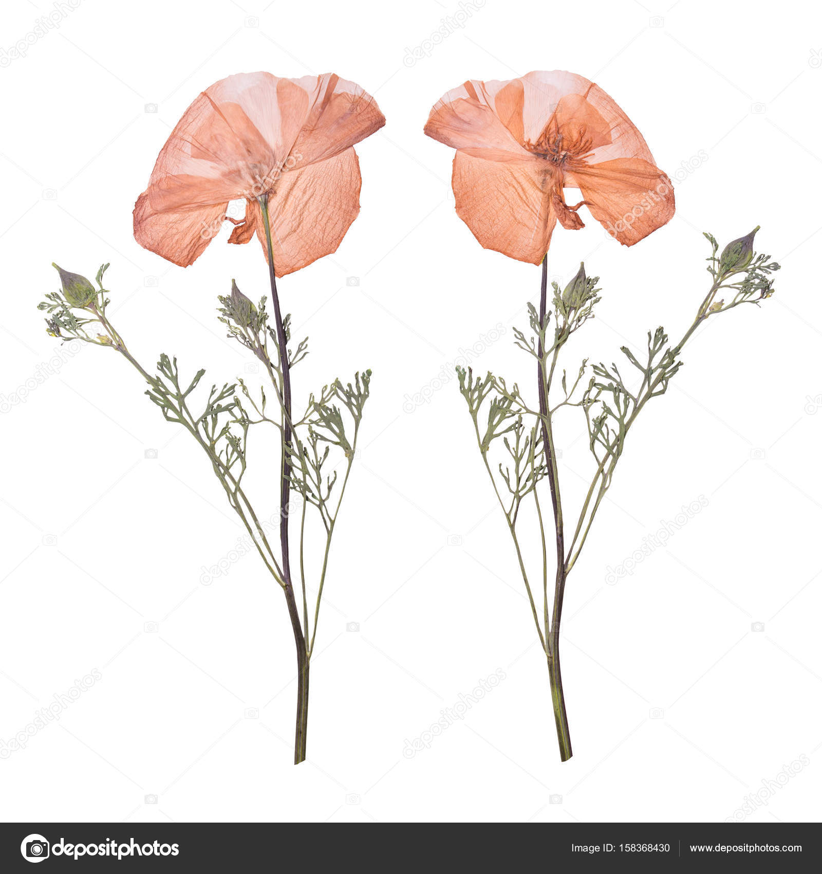 Dried Pressed Flowers Pink Royalty-Free Images, Stock Photos & Pictures