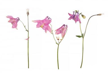 Pembe Aquilegia vulgaris beyaz izole Columbine çiçek kurutulmuş ve preslenmiş çiçek