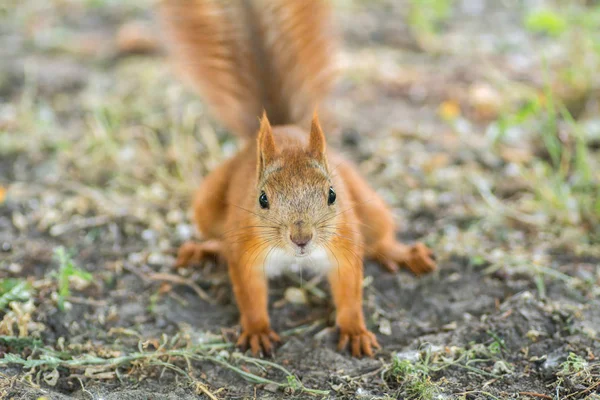 Hermosa ardilla roja en el parque. Primer plano. Concéntrate en la cara . — Foto de Stock