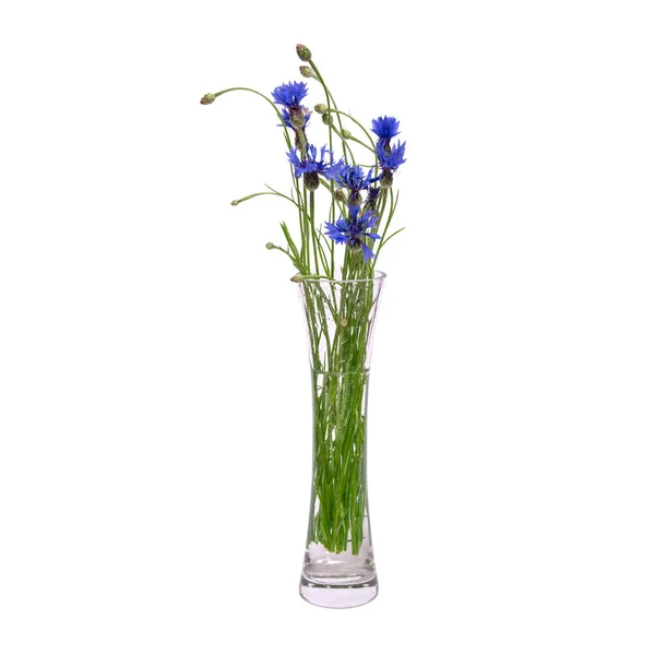 Un ramo de flores azules de primavera en un jarrón transparente de vidrio se aísla sobre un fondo blanco . — Foto de Stock
