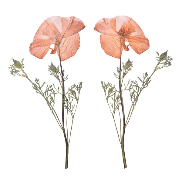 Kurutulmuş ve beyaz arka plan üzerinde izole bahar pembe çiçekler bastırdı. Kır çiçekleri sulak.