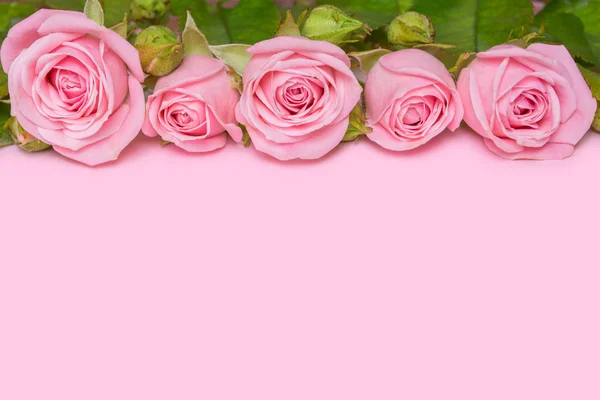 Frontera de rosas rosadas sobre fondo rosa — Foto de Stock