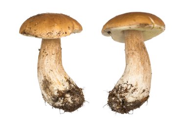 Porcini mantar. İzole cep. Doğal renk ve doku.
