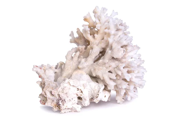 Coral marinho isolado sobre fundo branco . — Fotografia de Stock